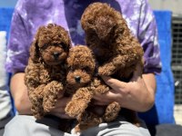 Show kalite kore toy poodle lar ziyarete açık