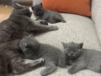 28.03.2025 doğumlu british shorthair yavrularımız