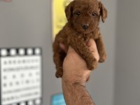 Toy poodle yavru