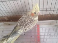 2.5 aylık sultan papağanı (lütfen açıklamayı okuyun)