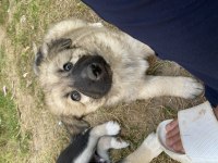 2 erkek köpeğimiz yeni yuva arıyor