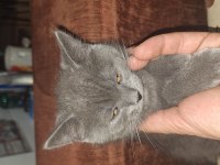 Safkan british shorthair yavrular