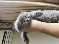 Scottish ve british longhair yavrular
