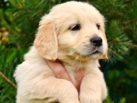 Golden Retriever Adrese Teslim Kapıda Ödeme Yapabilirsiniz