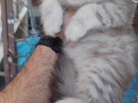 British shorthair kedisi