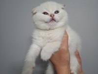 A+ kalite scottish fold 1 aylık
