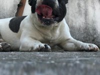1 yaşında bulldog tüm aşıları mevcuttur