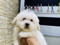 TÜY DÖKMEYEN TERRIER BEBEKLERİ