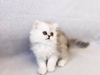 55 Günlük Safkan Chinchilla Yavrularımıza Yeni Yuva