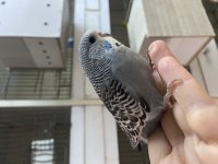 Ele omuza alıştırmalık yavru kuşlarımız