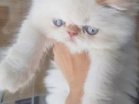 İran exotic longhair bebekler