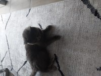 British shorthair uysal kedimiz