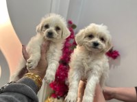 Maltipoo yavrum 55 günlük