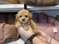 Bebek Yüzlü Maltipoo Yavrularımız