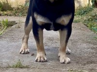 İZMİRDE BAŞKA BU RENKTE PUG YOK