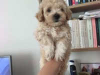 Maltipoo erkek dişi yavrularımız mevcuttur