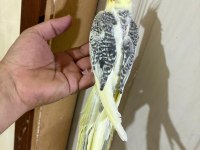 57 GÜNLÜK KUSURSUZ PİED SULTAN BEBEK