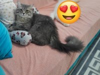 1 Yaşında Orjinal British Longhair (Erkek)
