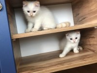 EVİNİZİN NEŞESİ OLACAK SARIŞIN SCOTTİSH YAKIŞIKLILAR