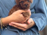 Orjinal Teacup Kore Dark Brown Poodle Yavrular
