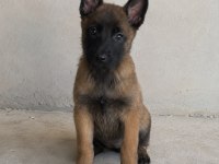 Safkan Belçika Kurdu Malinois Yavruları