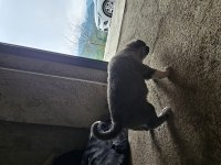 Ücretsiz sahiplendirilecek köpeğimiz