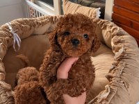 Toypoodle Redbrown Yavrular Irk ve Sağlık Garantili 