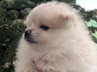 2 pomeranian kızımız