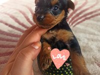 Yorkshire terrier 32 günlük