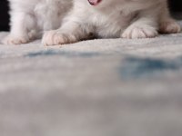 A kalite safkan chinchilla longhair kedim