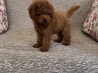 Kore A kalite dişi poodle yavrumuz