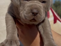 Dev Koruyucu Cane Corso Yavrular Yeni Ailelerini Bekliyor