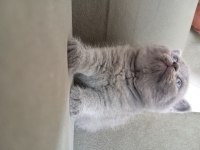 British shorthair 2 aylık dişi