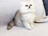 Safkan chinchilla silver prens