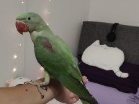 İskender Papağanı 5 Aylık Wpden Ulaşın