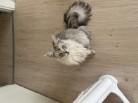 Yetişkin 2 Adet Dişi Ns25 ve Blue Maine Coon