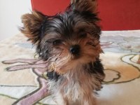 Orjinal 2 erkek yorkshire terrier