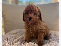 Dişi ve erkek toy poodle yavru