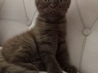 Scottish Fold nadir renk