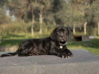 Irk garantili A şecere belgeli cane corso