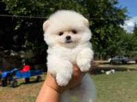 Pomeranian kar beyaz dişi