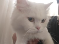 Kedimize Yuva Arıyoruz