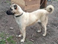 Büyük ırk kangal