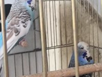 Muhabbet kuşu takımlarımı yaşında genç takımlar