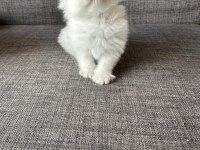BEYAZ KEDİMİZ ÖMÜRLÜK AİLESİNİ ARIYOR