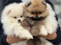 Petmode köpek çiftliğinde ziyarete açık pomeranian