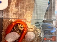 Speedy gonzales hamsterlar