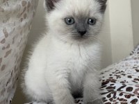 1 yaşında blue point british shorthair