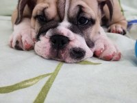 SÜPER KALİTE İNGİLİZ BULLDOG YAVRULAR