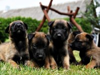 Mükemmel Belçika Malinois Yavrular